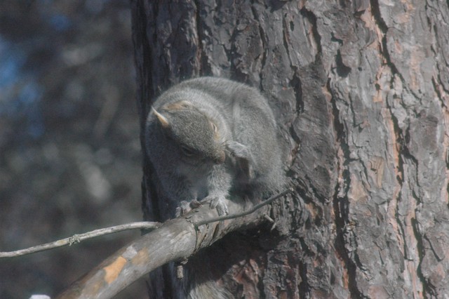 Image for grey squirrel 12