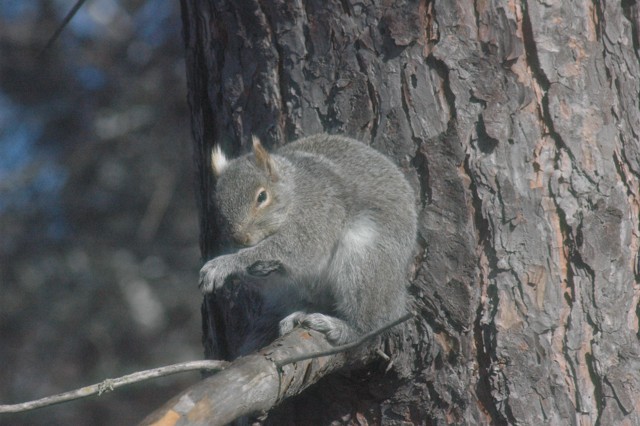 Image for grey squirrel 13