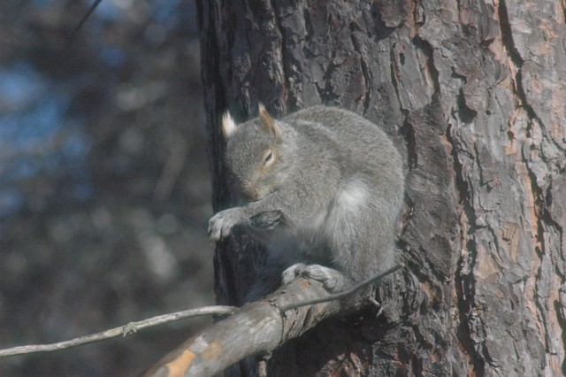 Image for grey squirrel 14