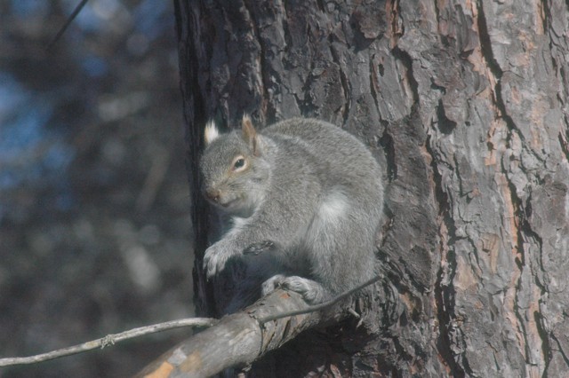 Image for grey squirrel 15