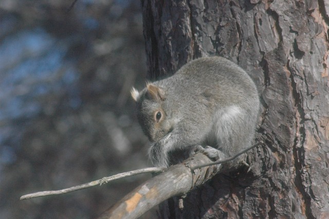 Image for grey squirrel 16