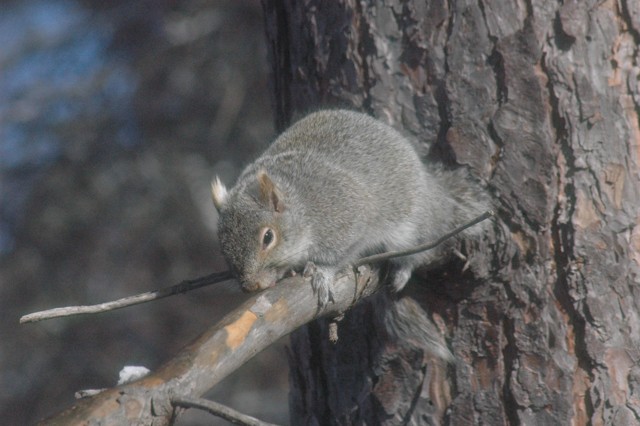 Image for grey squirrel 17