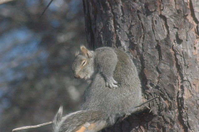 Image for grey squirrel 18