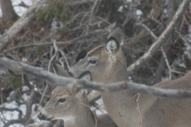 Image for deer 5