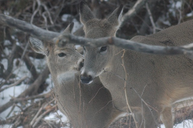 Image for deer 6