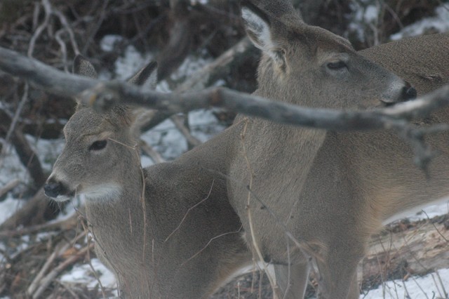 Image for deer 7