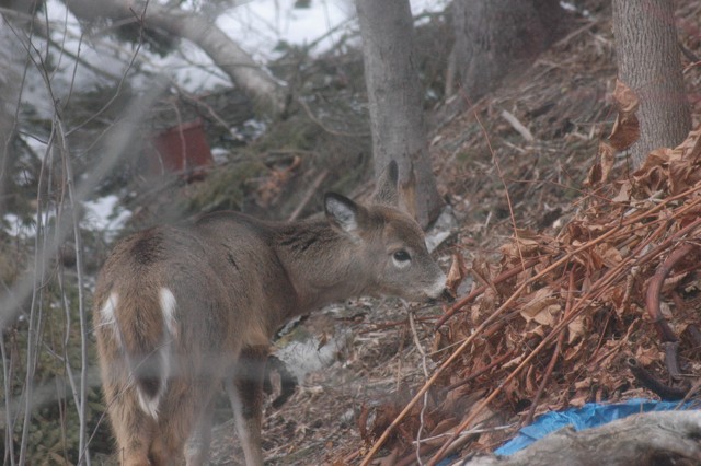 Image for deer 8