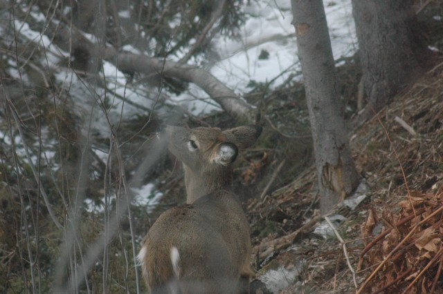 Image for deer 9