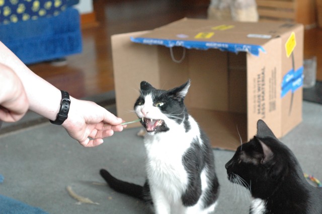 Image for boris and pebbles 2