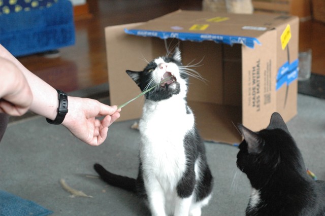 Image for boris and pebbles 3