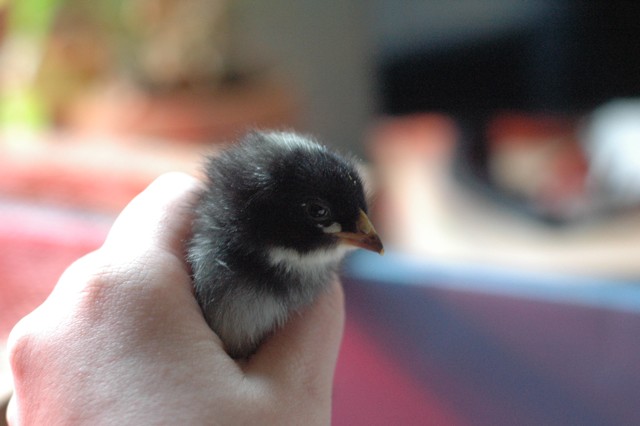 Image for chicken 1
