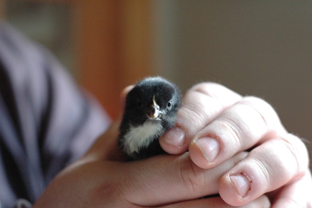 Image for chicken 2