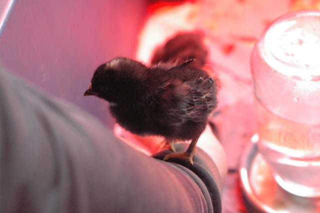 Image for chicken 3