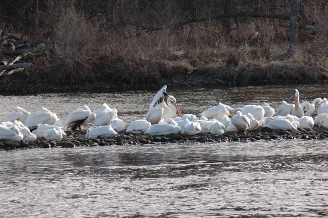 Image for pelicans 1