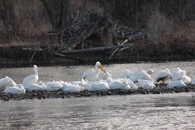 Image for pelicans 2