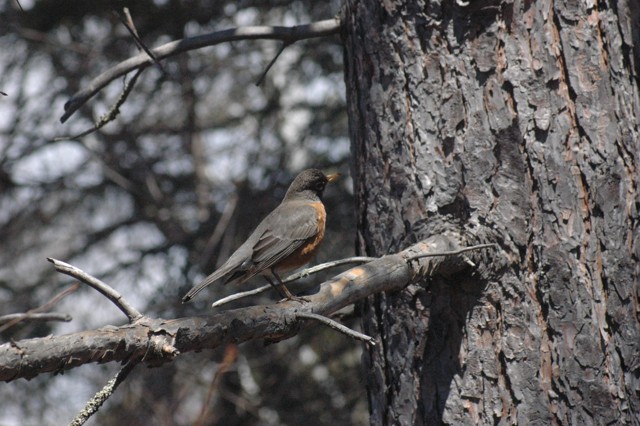 Image for robin