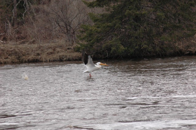 Image for pelicans 3