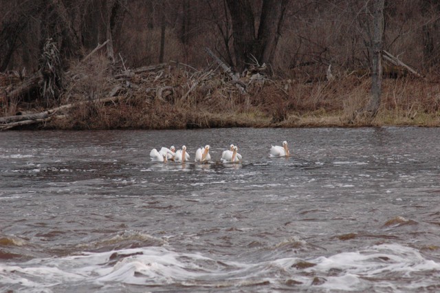 Image for pelicans 4