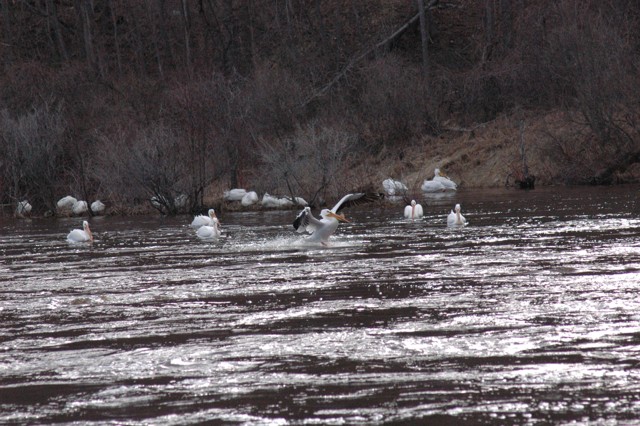 Image for pelicans 8