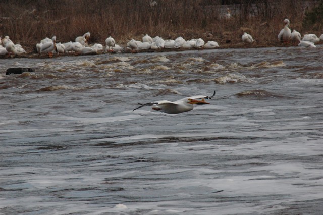 Image for pelicans 9