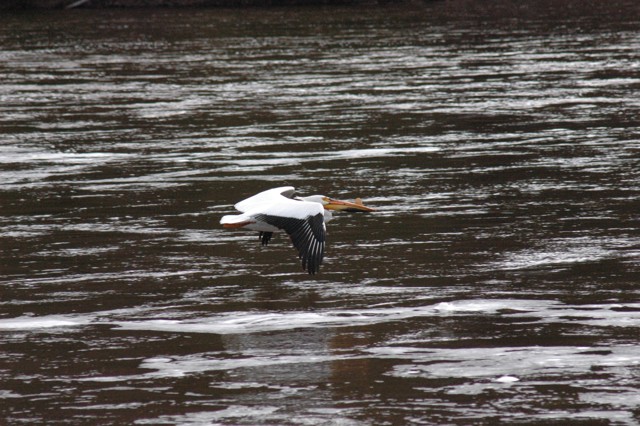 Image for pelicans 10