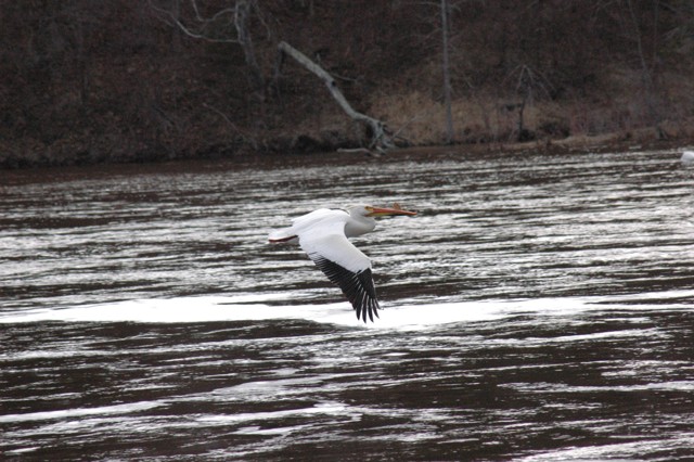 Image for pelicans 11