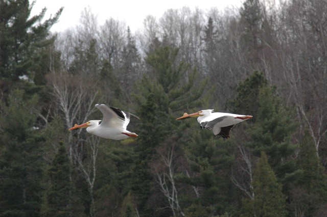 Image for pelicans 12
