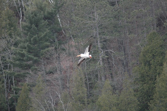 Image for pelicans 13