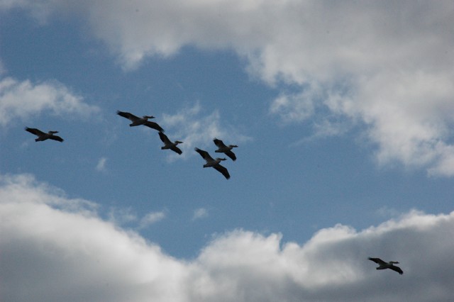 Image for pelicans 14
