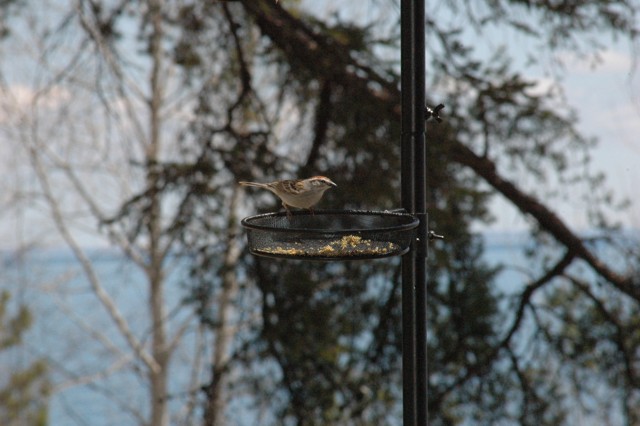 Image for sparrow 1