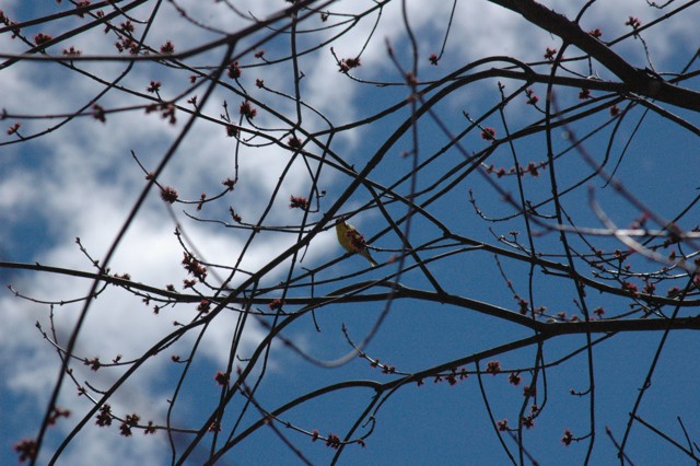 Image for goldfinch 1
