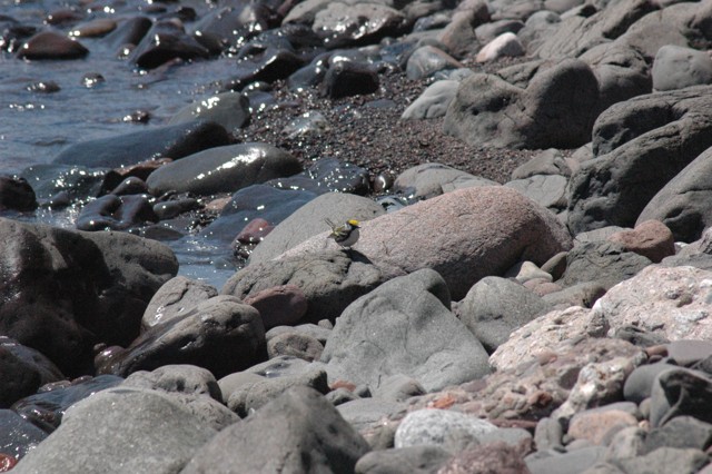 Image for chestnut sided warbler at the lake