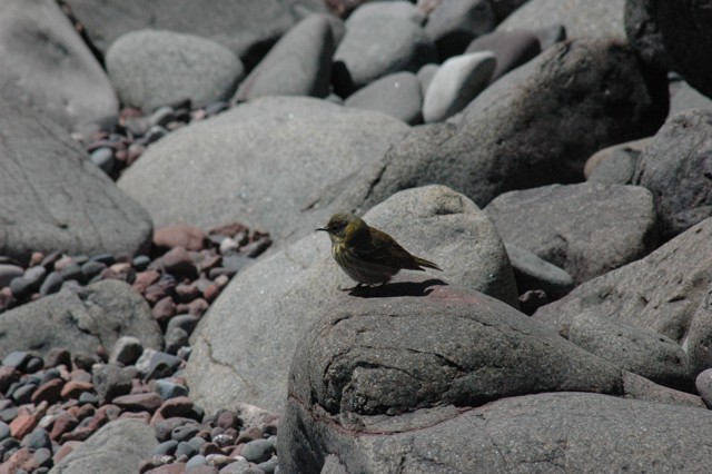 Image for cape may warbler contemplating
