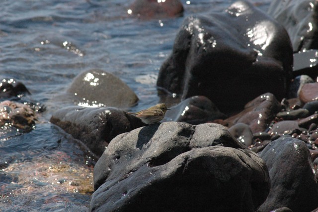 Image for cape may warbler by the water