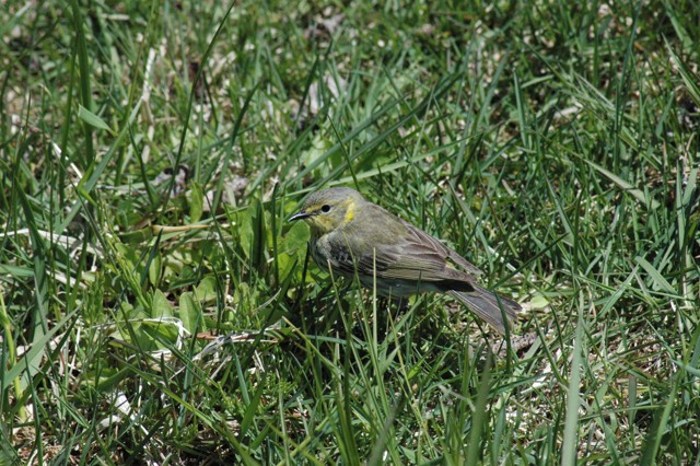 Image for cape may warbler in the grass