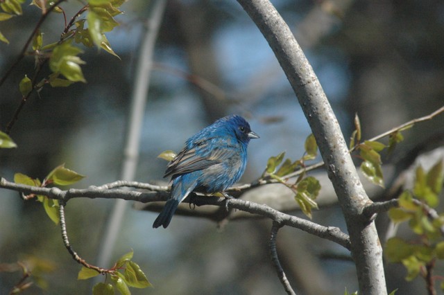 Image for indigo bunting