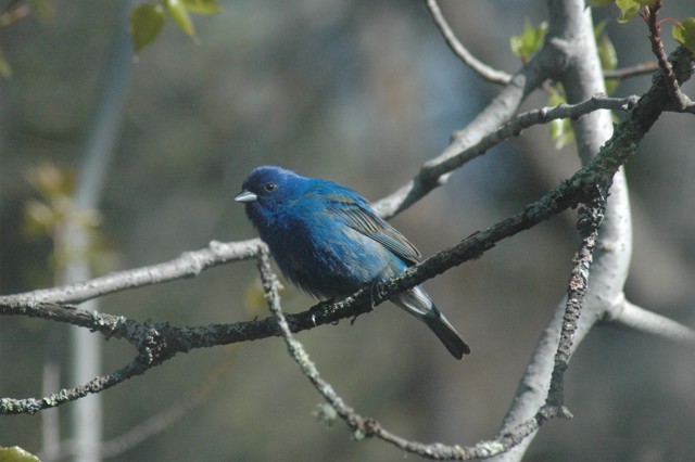 Image for indigo bunting 2