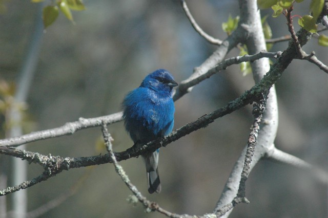 Image for indigo bunting 3