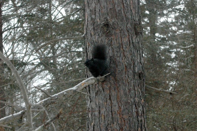 Image for black squirrel
