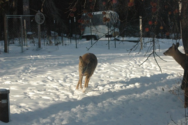 Image for deer 1