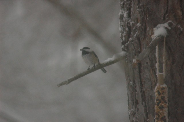 Image for chickadee 1