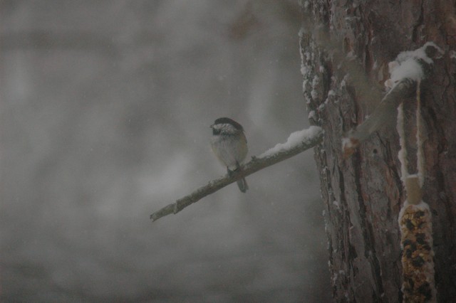 Image for chickadee 2