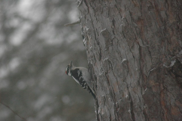 Image for hairy woodpecker 1