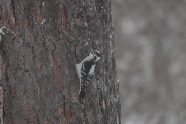 Image for hairy woodpecker 2