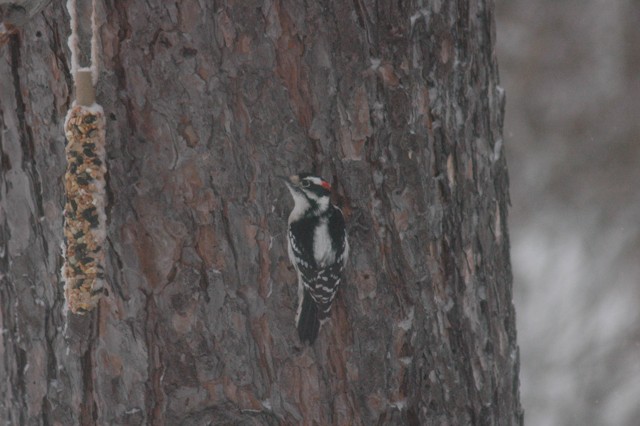 Image for hairy woodpecker 3