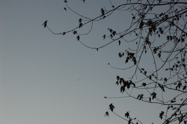 Image for maple branches against blue sky