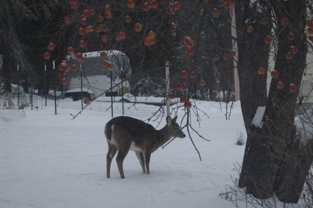 Image for deer and apple tree