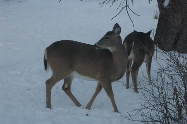 Image for deer 2