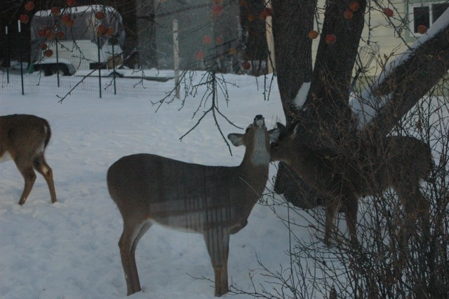 Image for deer 3