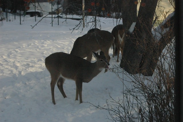 Image for deer 4